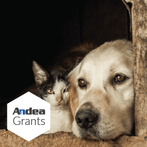 Andea Grants – Krakow Shelter for Homeless Animals